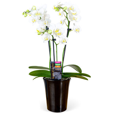 Magnifica Orchid Plant from your local Clinton,TN florist, Knight's Flowers