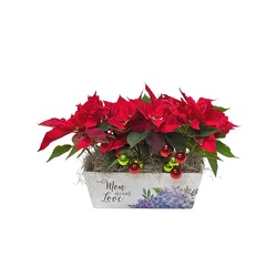 Poinsettia Wooden Planter from your local Clinton,TN florist, Knight's Flowers