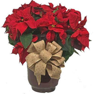 Huge Red Poinsettia from your local Clinton,TN florist, Knight's Flowers
