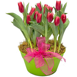 Large Tulip Plant from your local Clinton,TN florist, Knight's Flowers