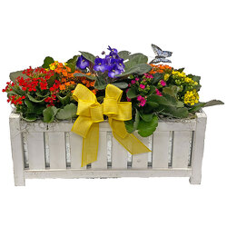 Combo Kalanchoe & Violet Planter from your local Clinton,TN florist, Knight's Flowers