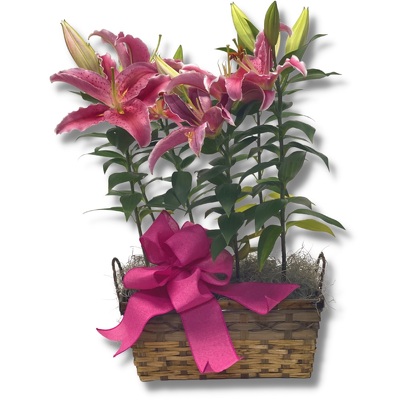 Stargazer Lilies in a Basket from your local Clinton,TN florist, Knight's Flowers