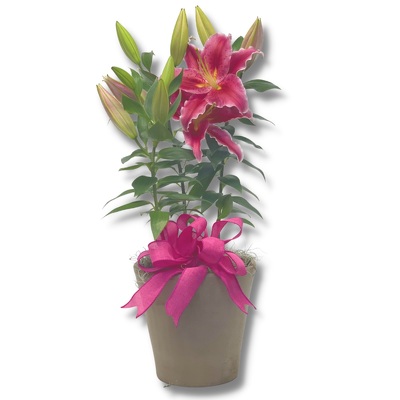 Stargazer Lilies in a Stone Vase from your local Clinton,TN florist, Knight's Flowers