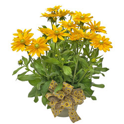 Rudbeckia-Black Eyed Susan from your local Clinton,TN florist, Knight's Flowers