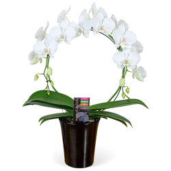 Circle Orchid
