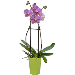 Orchid Plant