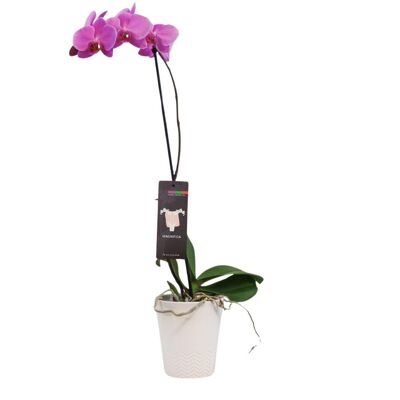 Orchid Plant from your local Clinton,TN florist, Knight's Flowers