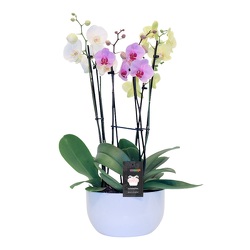 Orchid Planter from your local Clinton,TN florist, Knight's Flowers