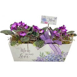 African Violets in Love Box from your local Clinton,TN florist, Knight's Flowers