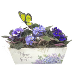Mom Means Love Violet Planter from your local Clinton,TN florist, Knight's Flowers