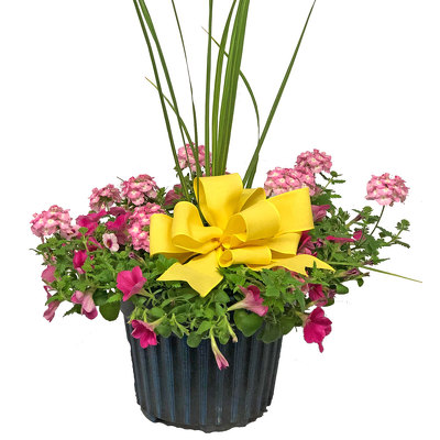 Medium Blooming Combination Planter from your local Clinton,TN florist, Knight's Flowers