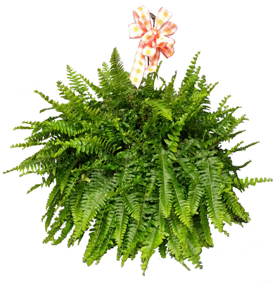 Hanging Fern Basket from your local Clinton,TN florist, Knight's Flowers