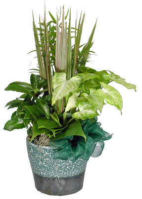 Touch_of_Nature_Planter from your local Clinton,TN florist, Knight's Flowers