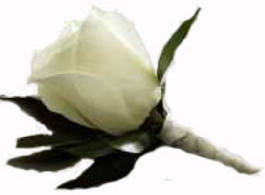 White Rose Bout from your local Clinton,TN florist, Knight's Flowers