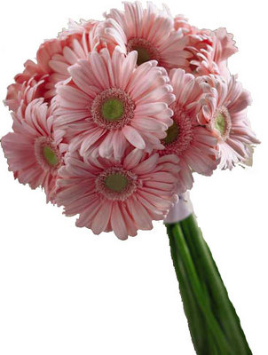 Groovy Gerbera Daisy Bride's Bouquet from your local Clinton,TN florist, Knight's Flowers
