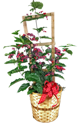 Bleeding Heart Trellis from your local Clinton,TN florist, Knight's Flowers