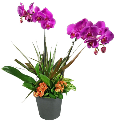 Orchid Plant from your local Clinton,TN florist, Knight's Flowers