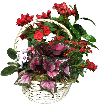 European_Dish_Garden from your local Clinton,TN florist, Knight's Flowers