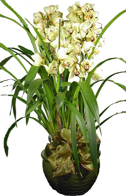 Orchid Plant from your local Clinton,TN florist, Knight's Flowers